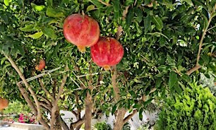 granatäpple-karpathos-grekland-tui