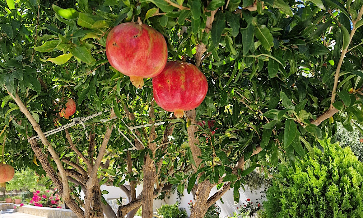 granatäpple-karpathos-grekland-tui