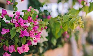 blommor-pigadia-karpathos-grekland